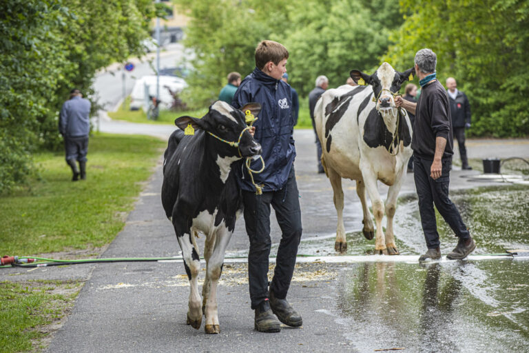 Hobro dyrskue-A foto 3-1