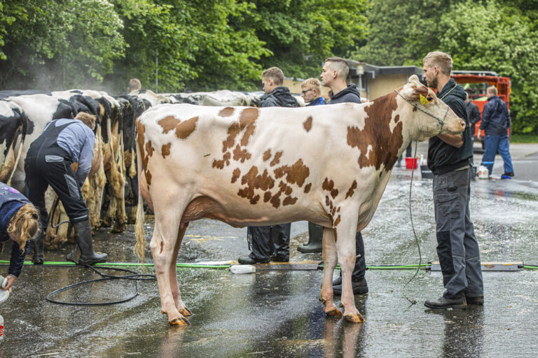 Hobro dyrskue- A foto2-1